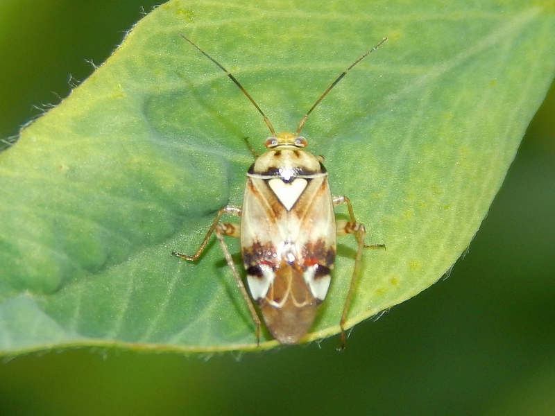 Serie di Miridae del Parco del Ticino